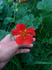 Geum coccineum
