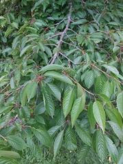 Prunus avium