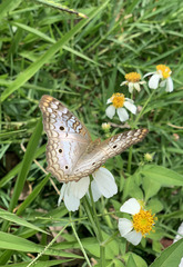 Anartia jatrophae