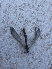 Distoleon tetragrammicus