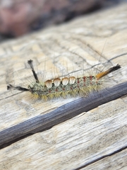 Orgyia pseudotsugata