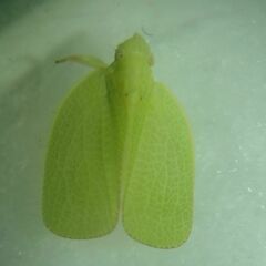 Acanalonia