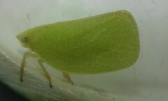 Acanalonia