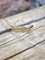 Orgyia pseudotsugata