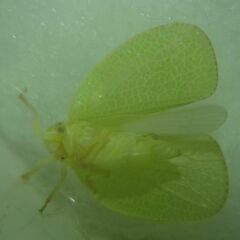 Acanalonia
