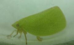 Acanalonia