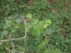 Dovyalis rhamnoides