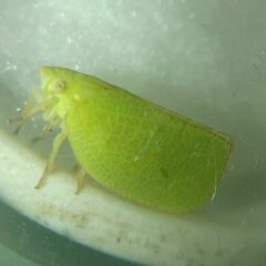 Acanalonia