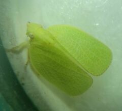 Acanalonia