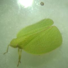 Acanalonia