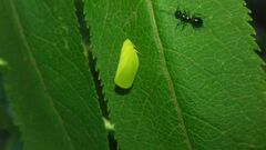Acanalonia