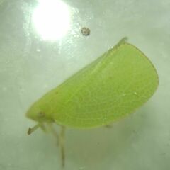 Acanalonia