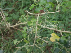 Dovyalis rhamnoides