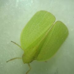 Acanalonia