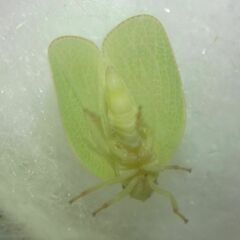 Acanalonia