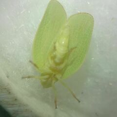 Acanalonia