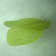 Acanalonia