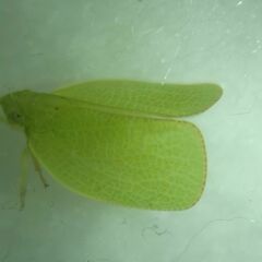 Acanalonia