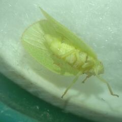 Acanalonia