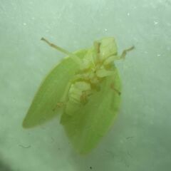 Acanalonia