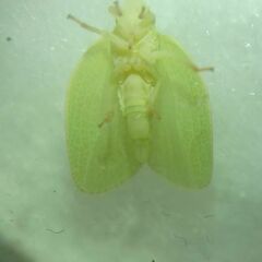 Acanalonia