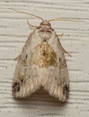 Maliattha synochitis