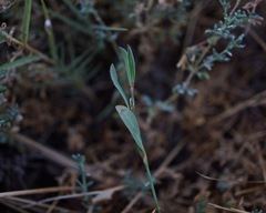 Polygonum marinense