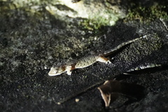 Hemiphyllodactylus hongkongensis