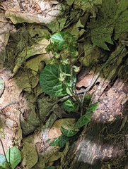 Pyrola americana