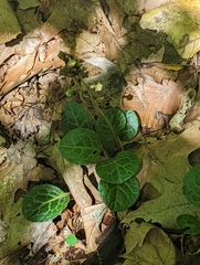 Pyrola americana