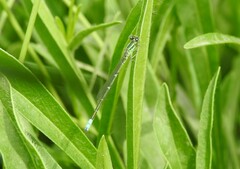 Paracercion hieroglyphicum