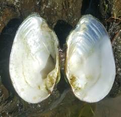 Alasmidonta undulata