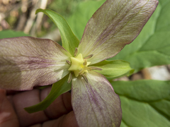 Trillium erectum