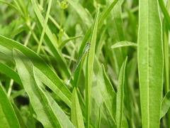 Paracercion hieroglyphicum