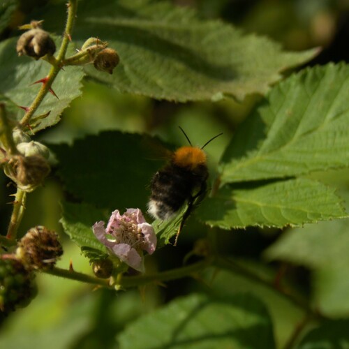 Tree Bumble Bee, 5311 Gameren, Nederland, photo 9 of 10