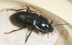Anisodactylus harrisii