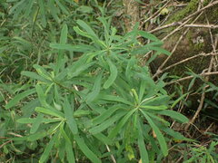 Euphorbia kraussiana