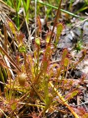 Drosera intermedia