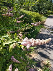 Spiraea syringaeflora
