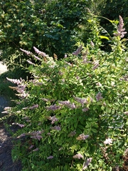 Spiraea syringaeflora