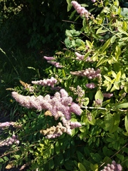 Spiraea syringaeflora