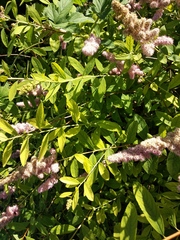 Spiraea syringaeflora