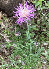 Centaurea stoebe australis