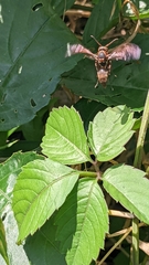 Polistes nipponensis