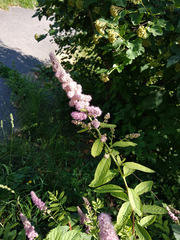 Spiraea syringaeflora