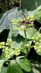 Polistes nipponensis