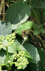 Polistes nipponensis