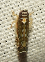 Osbornellus horvathi