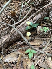 Leucocoprinus fragilissimus image