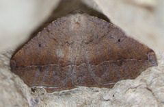 Prochoerodes forficaria